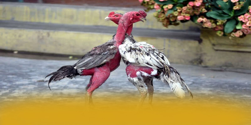 Phản hồi từ cộng đồng người chơi về FB88 Phản hồi từ cộng đồng người chơi về FB88